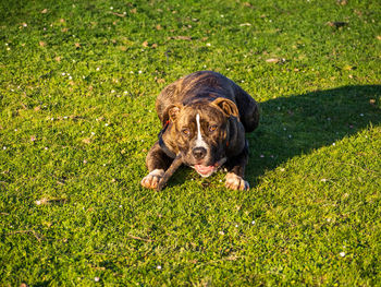 Portrait of a dog on field