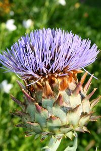 Close-up of purple thistle flower