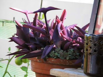 Close-up of potted plant