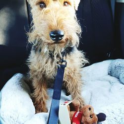 Portrait of dog with toy