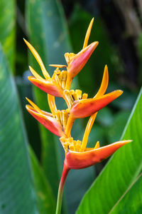 Close-up of orange flowering plant