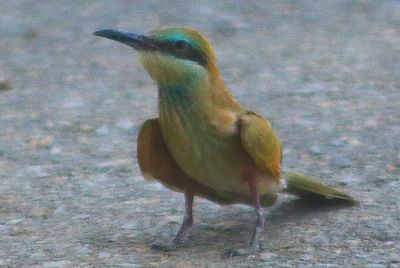 Close-up of a bird