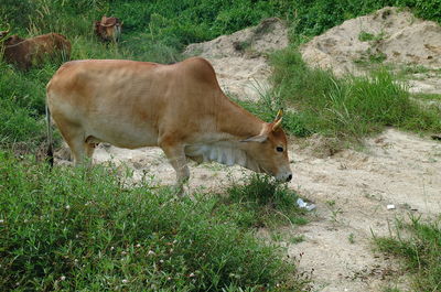 Cow standing in a field