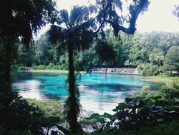 Scenic view of river in forest