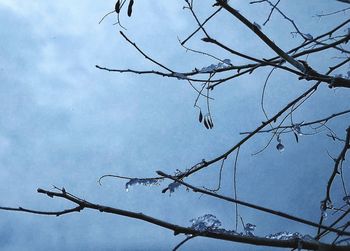 Low angle view of silhouette bare tree against sky