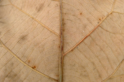 Close-up of damaged leaf