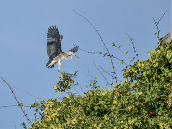 Low angle view of eagle flying against clear sky