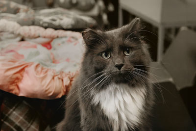 Close-up of cat