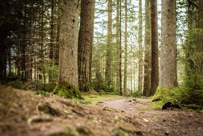 Trees in forest