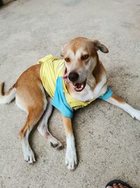 High angle portrait of dog relaxing outdoors