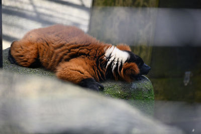 Close-up of cat sleeping