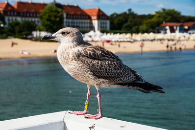 Close-up of seagull perching on a bird