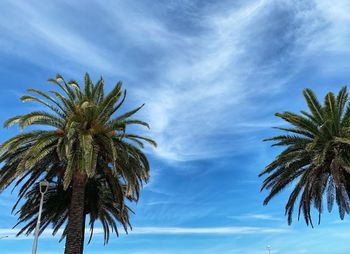 Low angle view of palm tree against sky