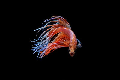 Close-up of siamese fighting fish against black background