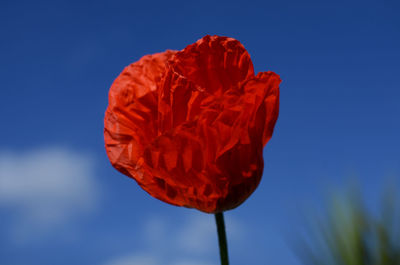 Close-up of red flower