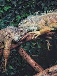 View of two lizards on tree