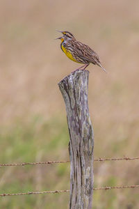 Close-up of bird perching on wooden post