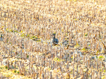 Bird on grass in farm