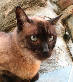 Close-up portrait of cat