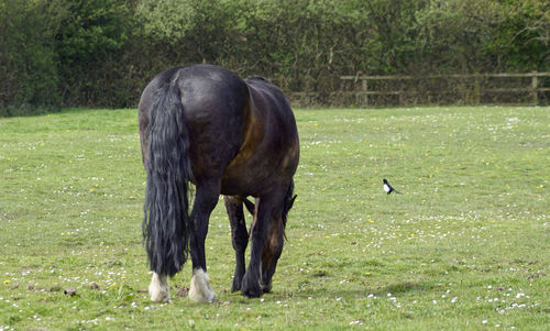 Horse grazing in a field