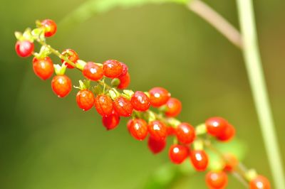 Close-up of red berries on plant