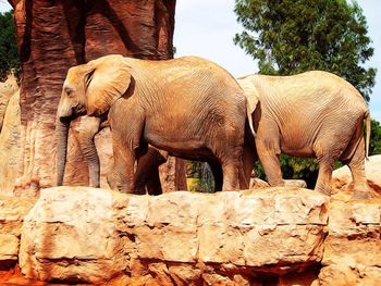 Low angle view of elephant