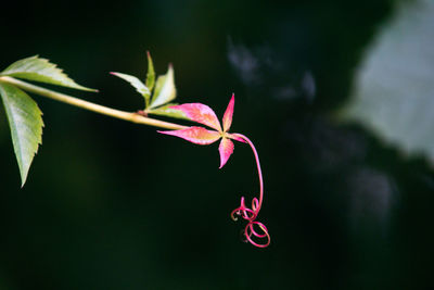 Close-up of flower against blurred background