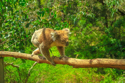 Monkey in a forest