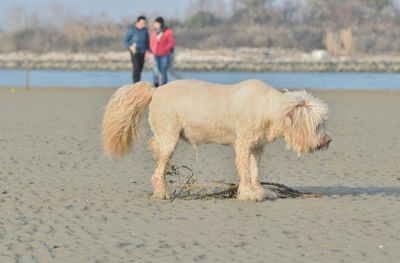 View of sheep on beach