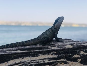 Close-up of lizard on rock at beach against sky