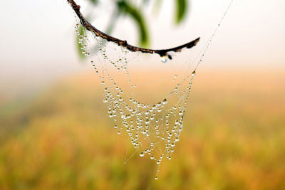 Close-up of wet spider web on plant