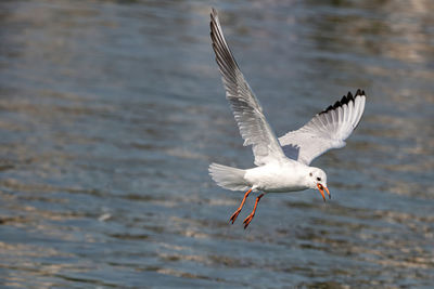 Seagull flying over the sea