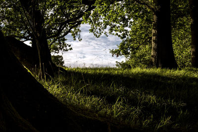 Trees in forest against sky