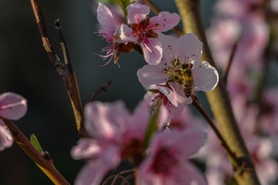 Close-up of pink cherry blossom