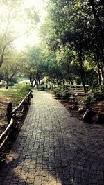 Walkway amidst trees