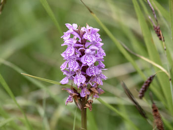 Close-up of purple flowering plant