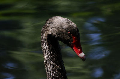 Close-up of black swan swimming in lake