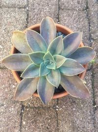 High angle view of succulent plant