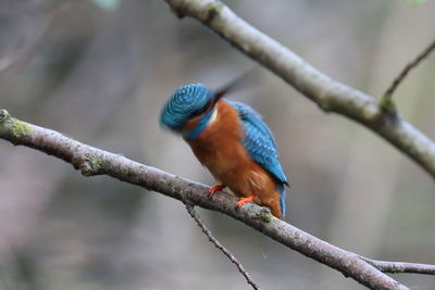 Close-up of bird perching on branch