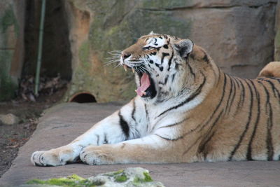 Tired tiger relaxing 