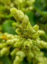 Full frame shot of flowering plant