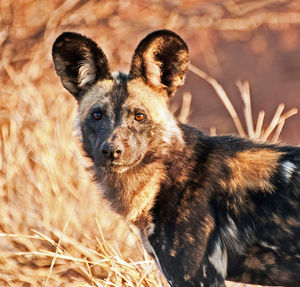 Close-up portrait of dog