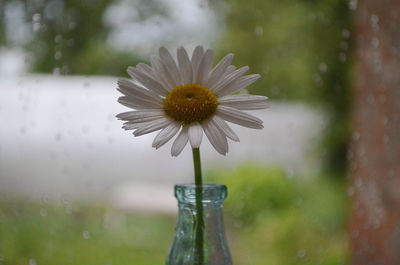 Close-up of flower against blurred background