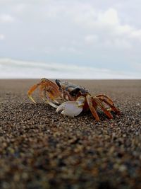 Close-up of crab on beach