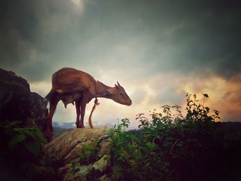 Side view of a goat standing against the sky