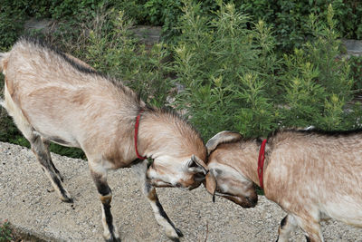 High angle view of goats on land