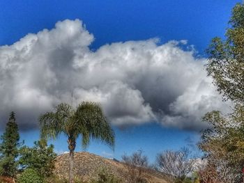 Low angle view of trees against sky