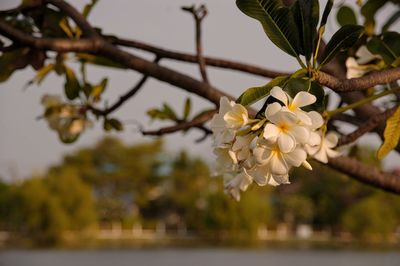 Close-up of white cherry blossom tree