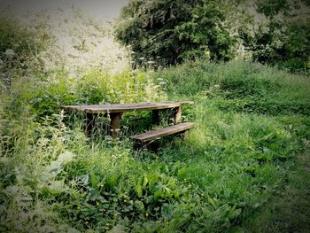 View of plants on landscape