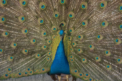 Close-up of peacock